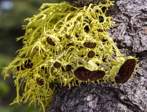 iNaturalist observation photo of Brown-eyed Wolf Lichen