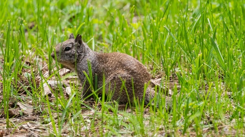 iNaturalist observation photo of California Ground Squirrel