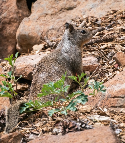 iNaturalist observation photo of California Ground Squirrel