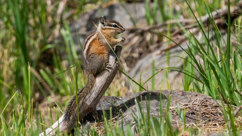 iNaturalist observation photo of Yellow-pine Chipmunk