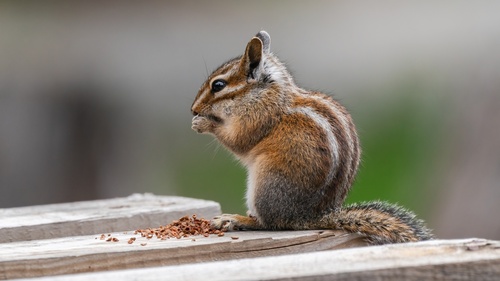 iNaturalist observation photo of Shadow Chipmunk