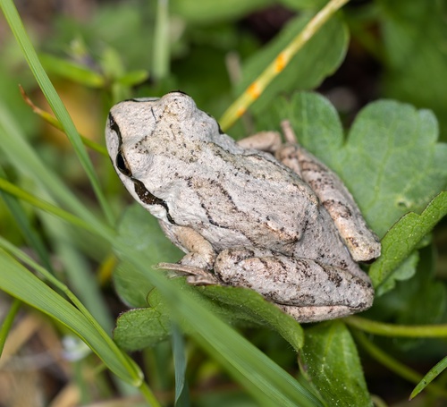 iNaturalist observation photo of Pacific chorus frog