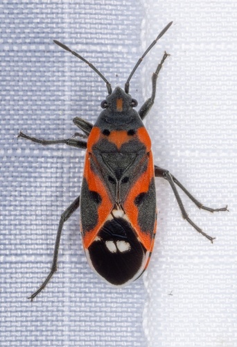 iNaturalist observation photo of Small Milkweed Bug