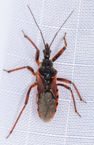 iNaturalist observation photo of Rhynocoris ventralis
