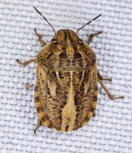 iNaturalist observation photo of Eurygaster amerinda