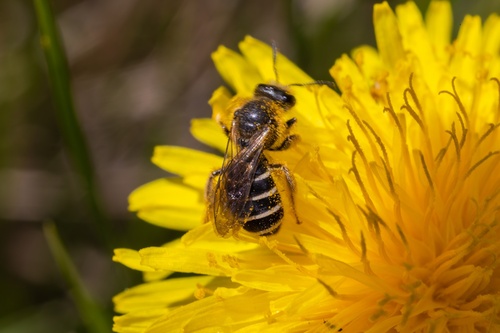 iNaturalist observation photo of Orange-legged Furrow Bee
