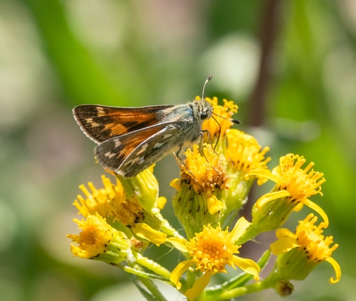 iNaturalist observation photo of Juba Skipper