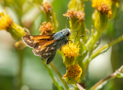 iNaturalist observation photo of Juba Skipper