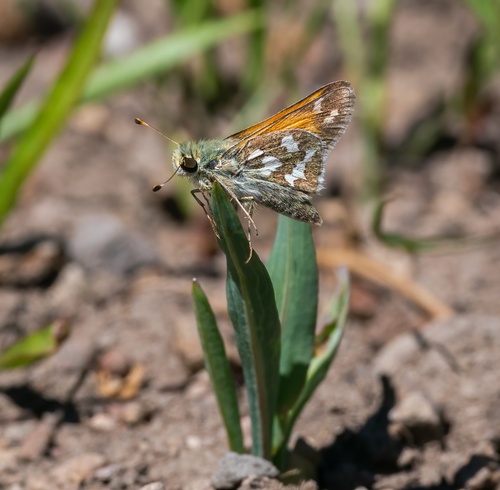iNaturalist observation photo of Juba Skipper