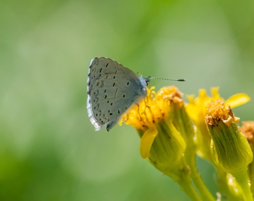 iNaturalist observation photo of Echo Azure