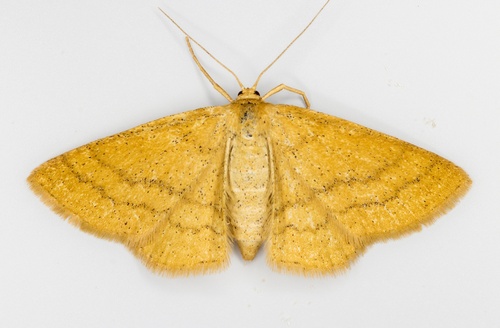 iNaturalist observation photo of Scopula sideraria