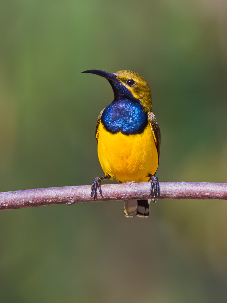 Sahul Sunbird photo