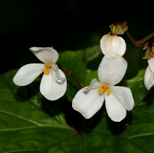 Section Reichenheimia · iNaturalist NZ