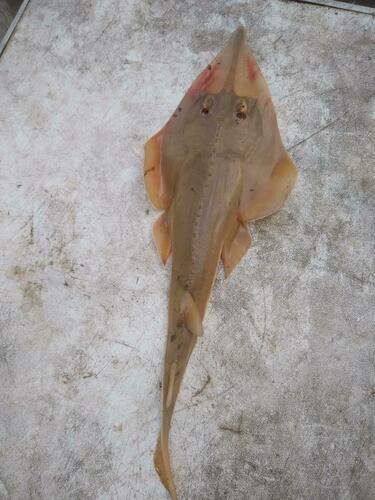 Blackchin Guitarfish