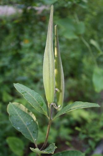 redring milkweed