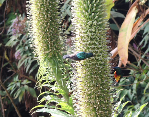 Regal Sunbird