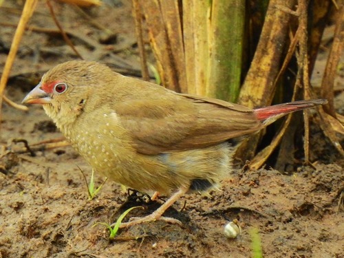 Red-billed Firefinch