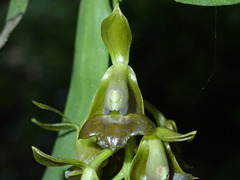 Image of Epidendrum carchiense