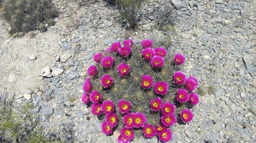 strawberry hedgehog cactus