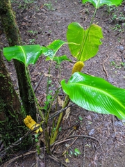 Calathea crotalifera image