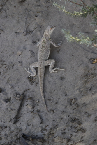 Fringe-toed Sand Lizard