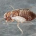 Archipsocidae - Photo (c) Joseph Connors, todos los derechos reservados, subido por Joseph Connors