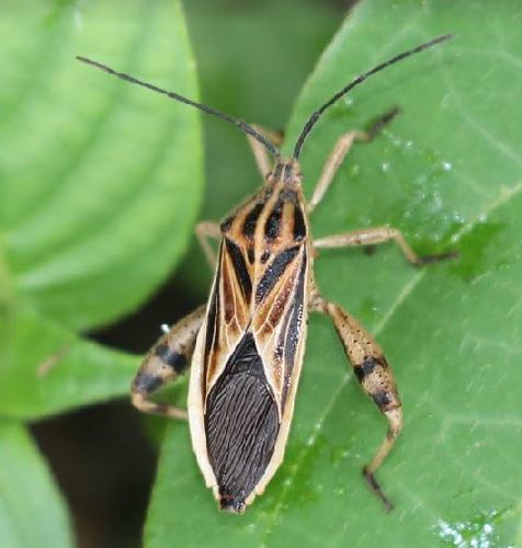 Sweet Potato Bug (Physomerus grossipes) · iNaturalist