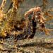 Observation photo