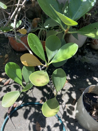 Clusia rosea - Leaves