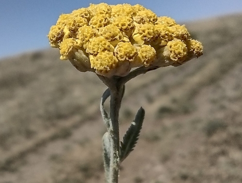 Achillea pseudopectinata