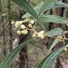 Sickle Wattle - Photo (c) John Smith, all rights reserved, uploaded by John Smith