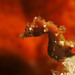Observation photo