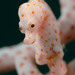 Observation photo