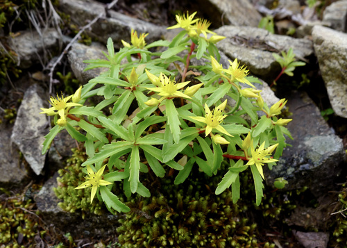 Sedum diffusum
