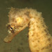 Observation photo