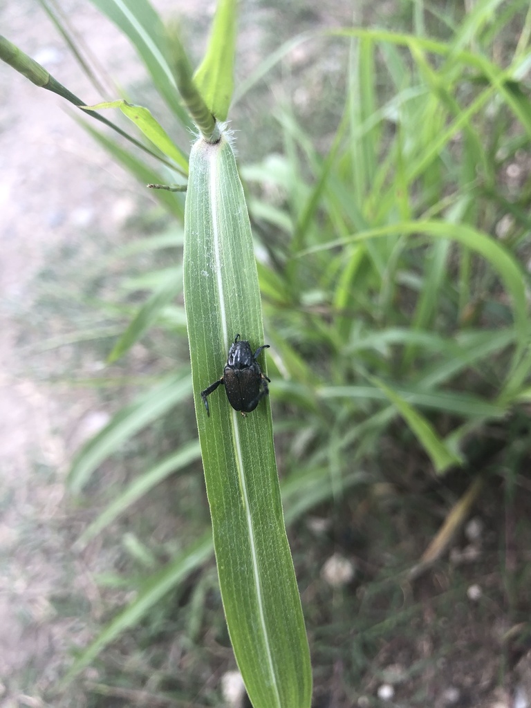 Shining Leaf Chafers from Avenida Francisco Morazán, Siguatepeque ...