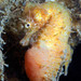 Observation photo