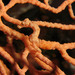 Observation photo