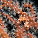 Observation photo