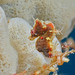 Observation photo