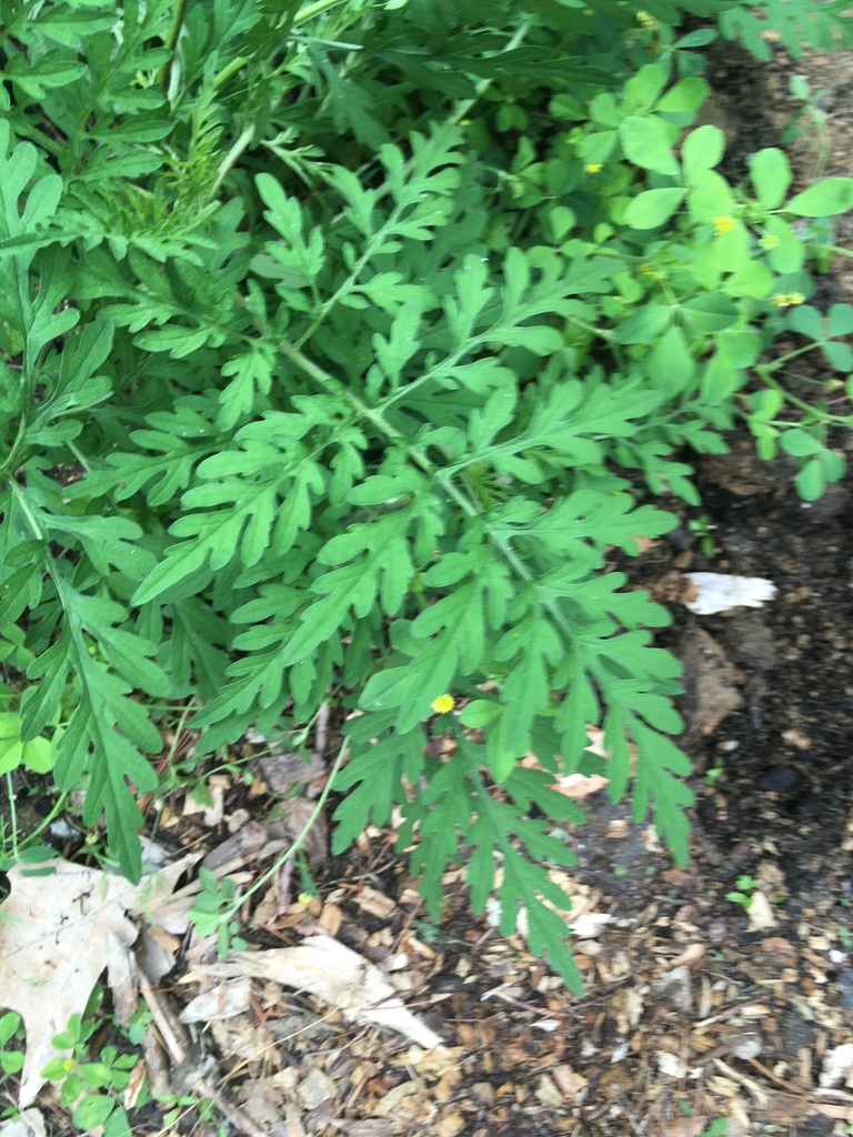 common ragweed from Philadelphia County, US-PA, US on June 16, 2022 at ...