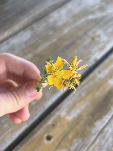 iNaturalist observation photo of Subsection Hypericum
