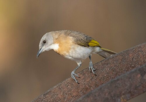 Conopophila albogularis (Gould, 1843)
