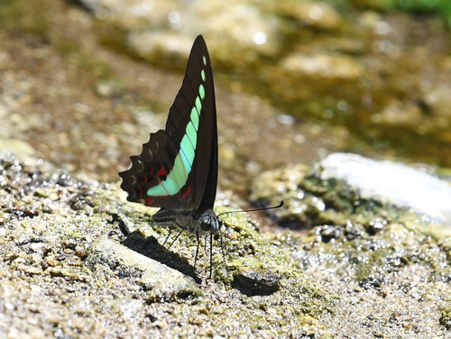 Common Bluebottle