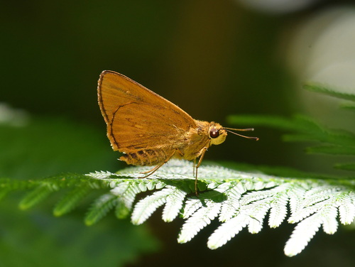Xanthoneura telesinus