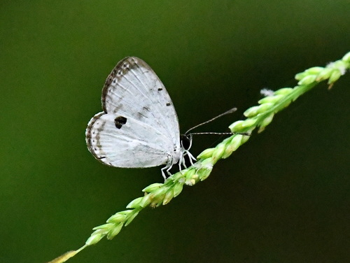 Forest Quaker