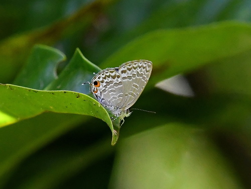 Ancyra Blue