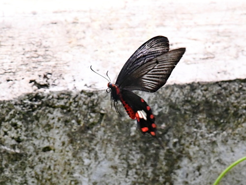 Pachliopta leytensis