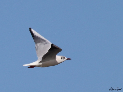 Black-headed Gull