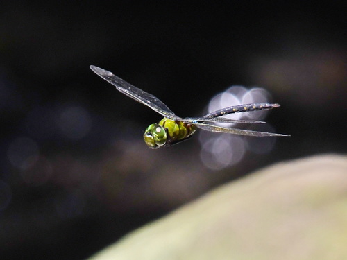 Arrow Emperor
